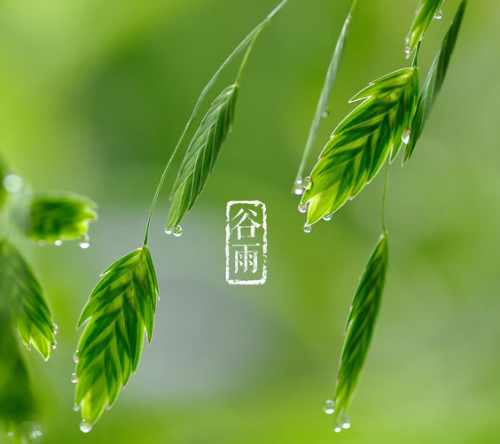 【谷雨】雨生百谷夏将至